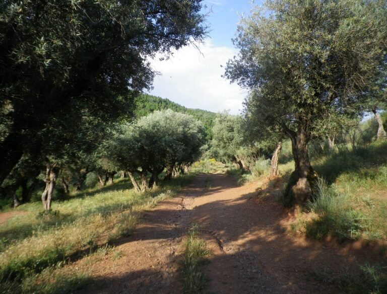 Carcavas y Olivos Puebla 768x584