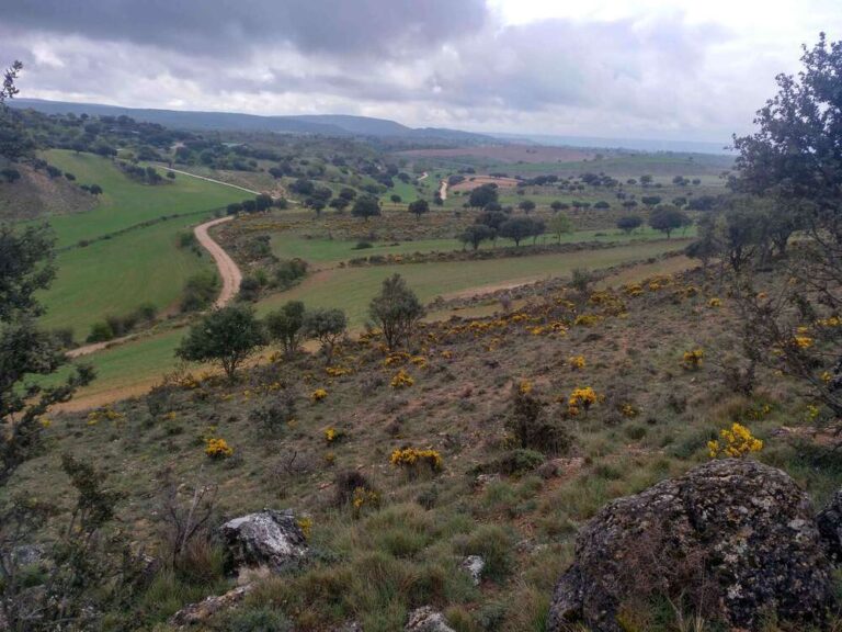 Estacion anillmiento aves Hortensis Torremocha J 768x576
