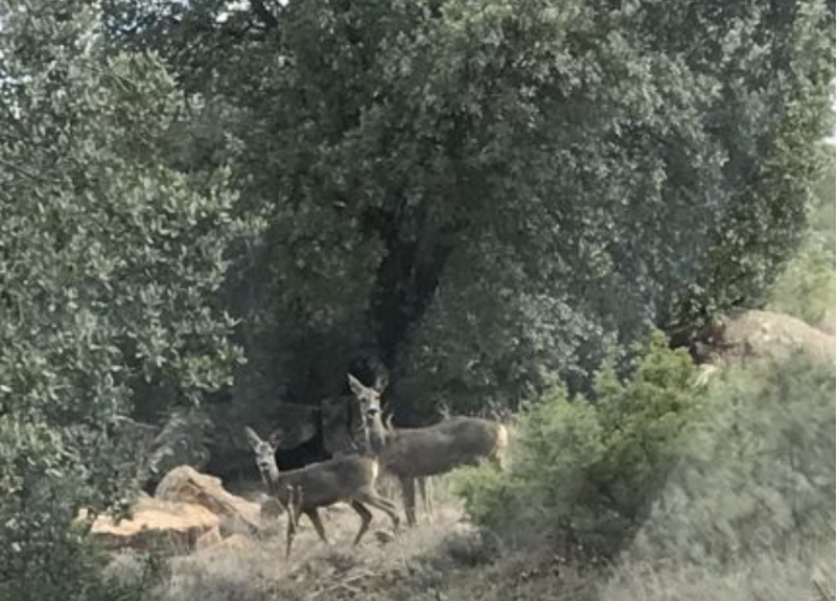 La GRanaina 8 768x552