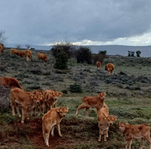adelsierranorte cachocachena producto vacas 1