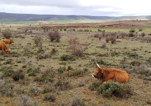 adelsierranorte cachocachena producto vacas 3