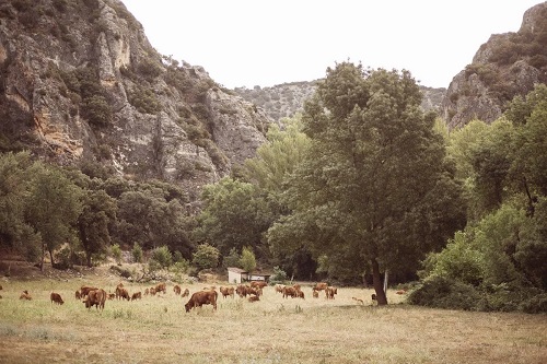 adelsierranorte carnesdecutamilla producto carnes 2 1