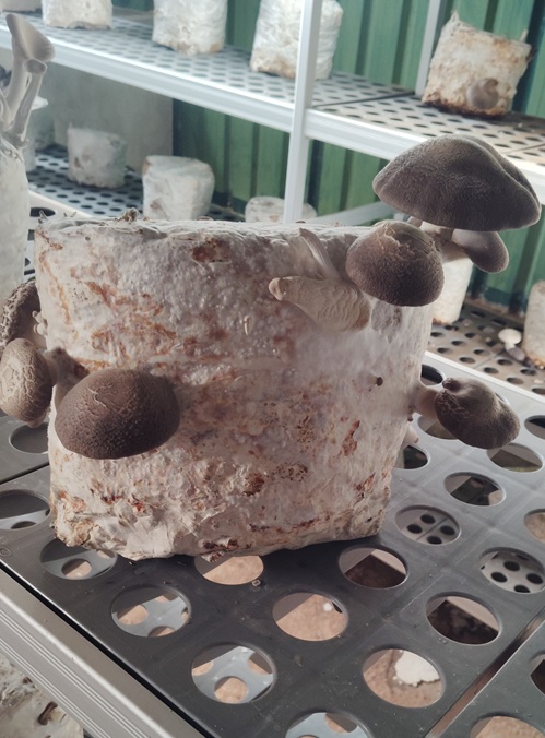 adelsierranorte oakspirit producto setas