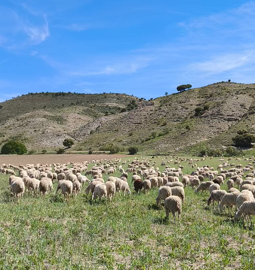 adelsierranorte wolfandsheeps producto ovejas