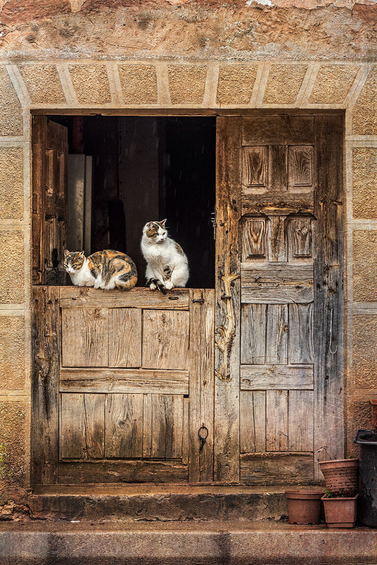 cuadro vertical de unos gatos en romanillos de atienza guadalajara n01 768x1151
