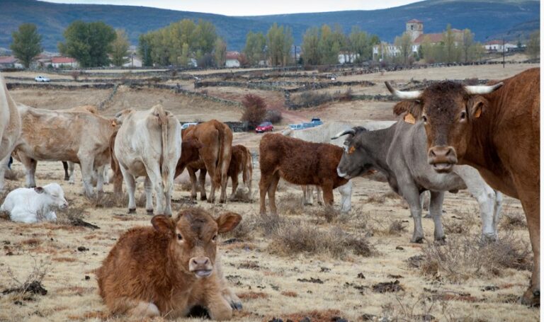 feria del ganado en cantalojas 768x455