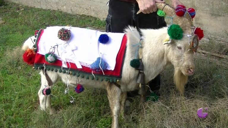 fiestas y eventos 29 La carrera del cabro  768x432